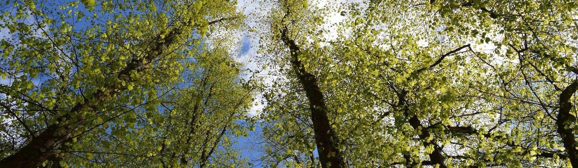 Systemische Therapie & Coaching Aus und Weiterbildungen  UTA Akademie