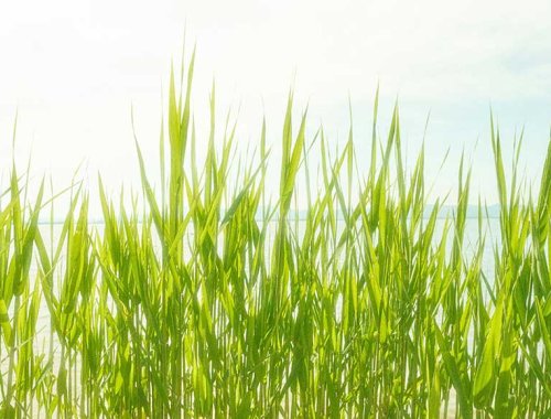 Systemische Therapie und Coaching